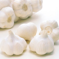 Fresh Pure White Garlic For Export